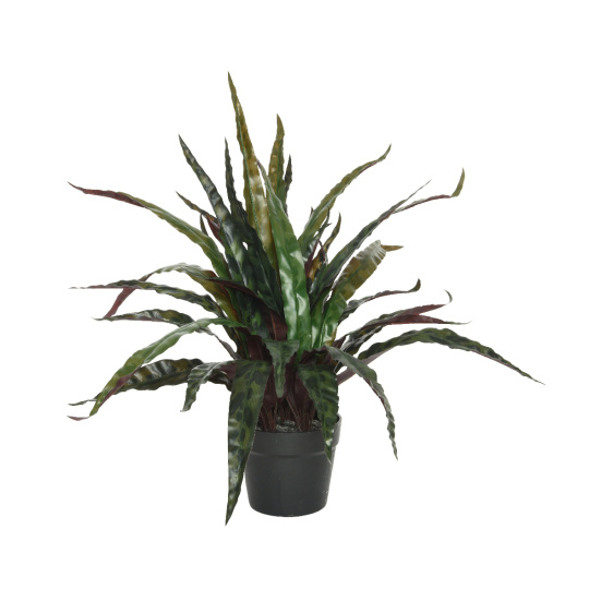 Calathea Σε Κασπώ Small Πράσινο 46cm