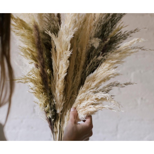Andrea House - Αποξηραμένα Λουλούδια 3τμχ Pampas Natural 95cm