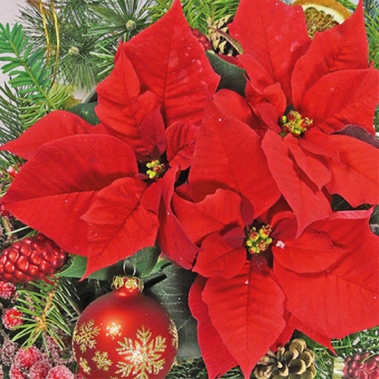 Χριστουγεννιάτικη Χαρτοπετσέτα Red Poinsettia 33x33cm