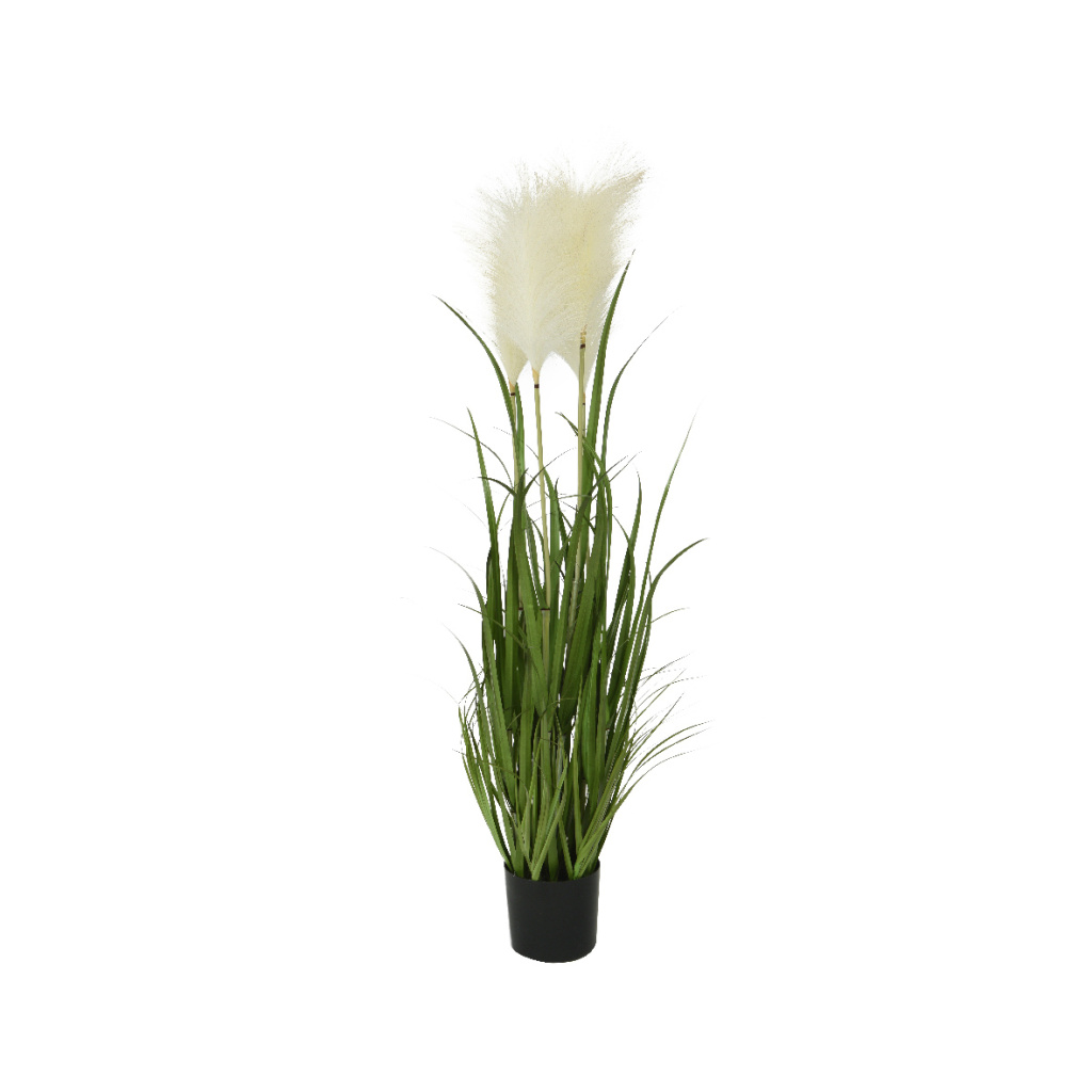 Φυτό Γρασίδι της Πάμπας (Grass pampas) σε Γλάστρα 40x40x100cm
