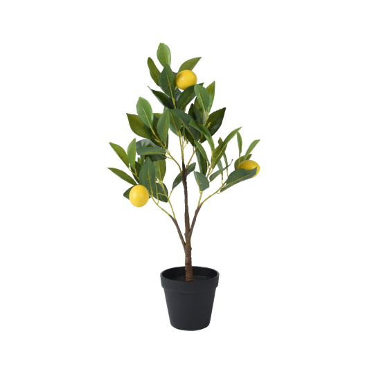 Διακοσμητικό Φυτό Λεμονιά σε Γλάστρα 24x60cm
